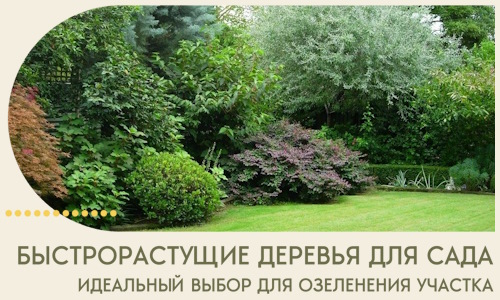 Быстрорастущие деревья для сада идеальный выбор в Озёрске