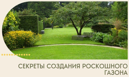 Секреты создания роскошного газона в Озёрске